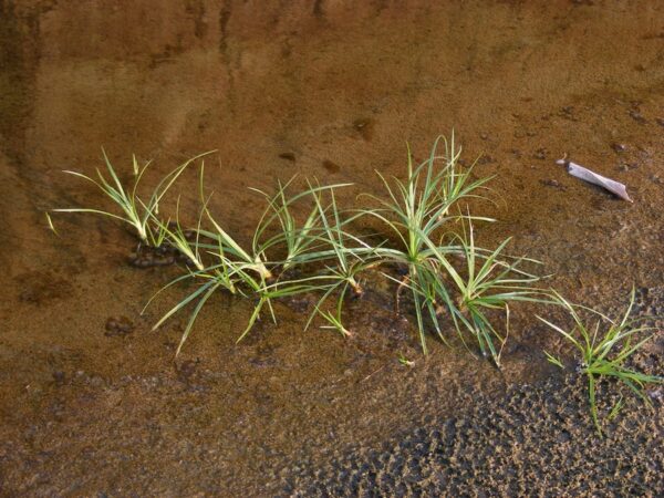 Cyperus mundii (Nees) Kunth - Image 2