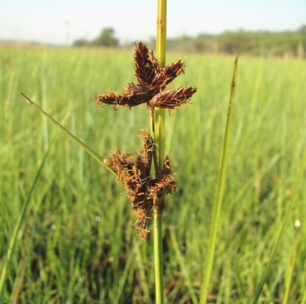 Cyperus mundii (Nees) Kunth