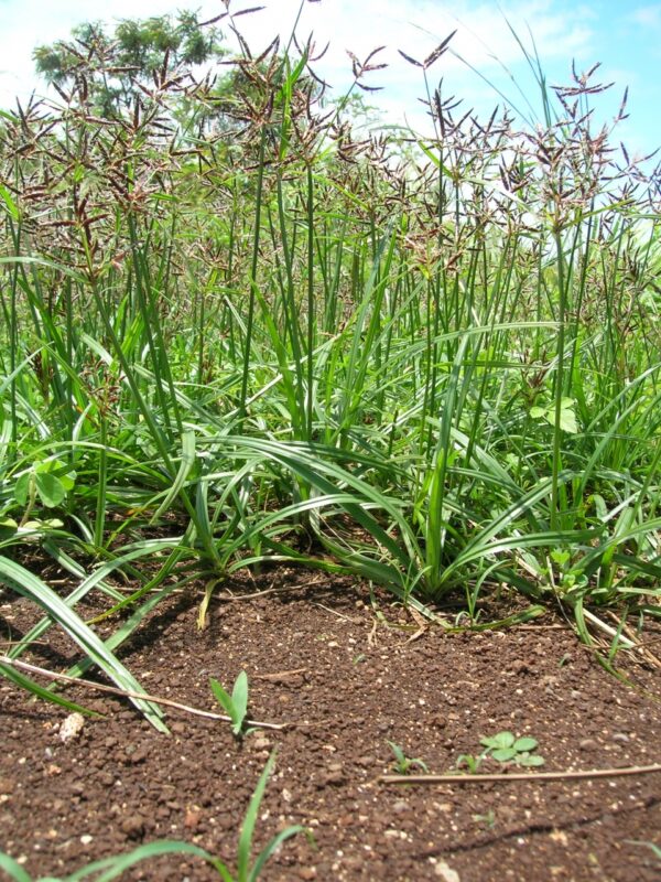 Cyperus rotundus L. - Image 2