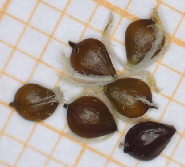 Schoenoplectus litoralis (Schrad.) Palla - Image 5