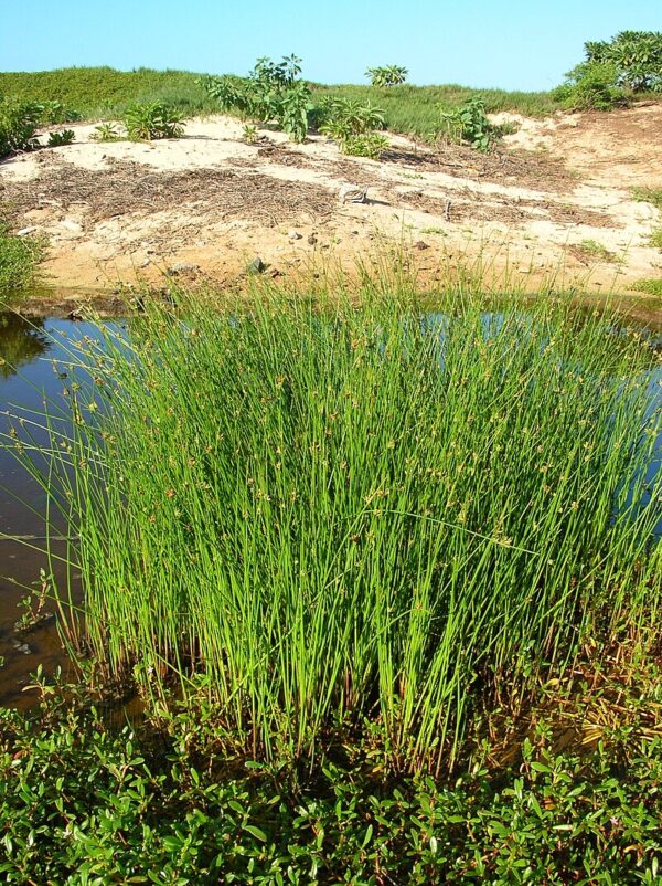 Cyperus laevigatus L.