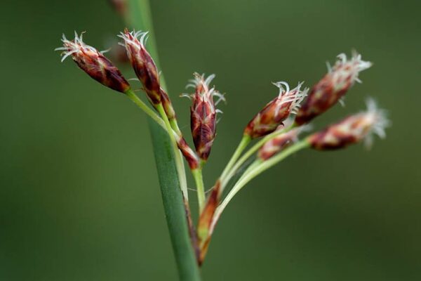 Schoenoplectus litoralis (Schrad.) Palla - Image 3