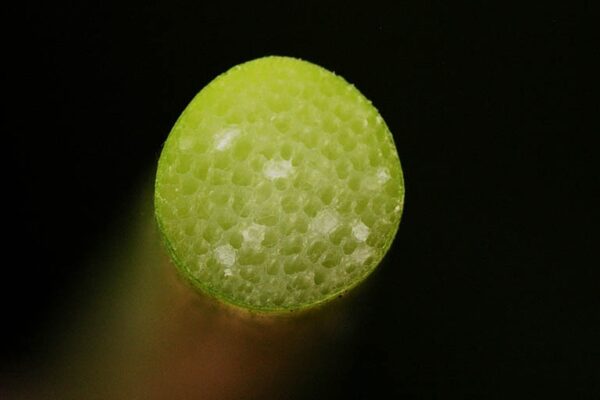Schoenoplectus litoralis (Schrad.) Palla - Image 8