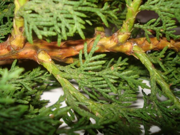 Cupressus sempervirens L. - Image 3