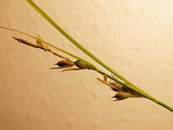 Carex illegitima Ces. - Image 2