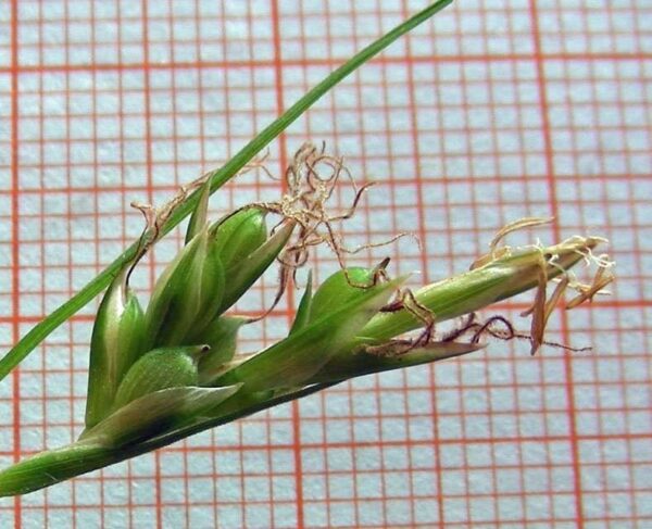 Carex illegitima Ces.