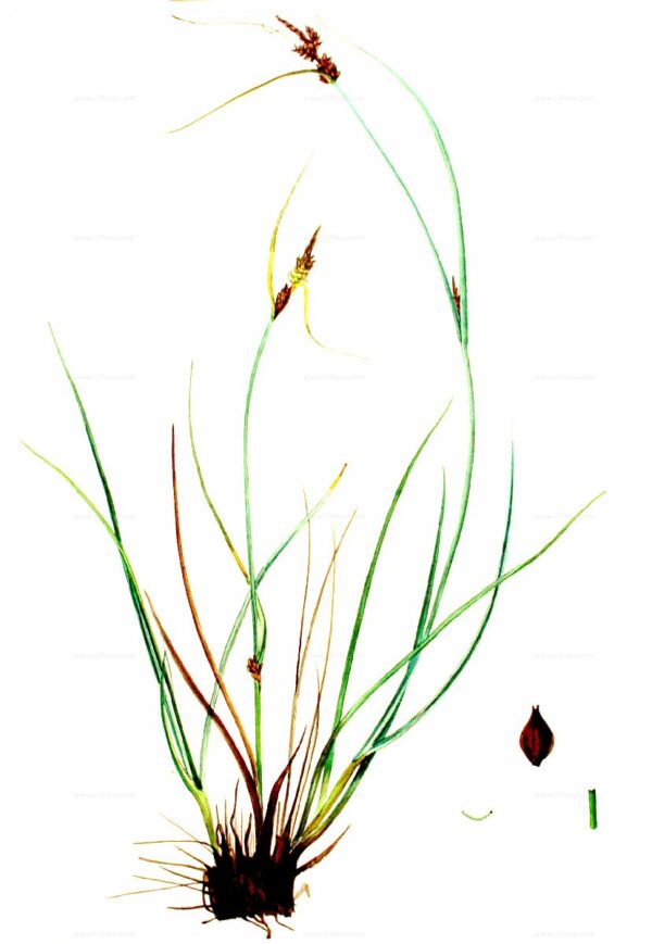 Carex extensa Gooden. - Image 4