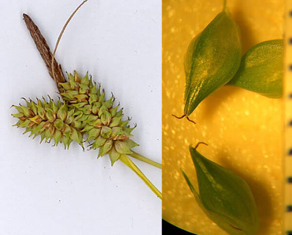 Carex extensa Gooden. - Image 3