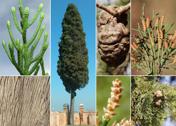 Cupressus sempervirens L.