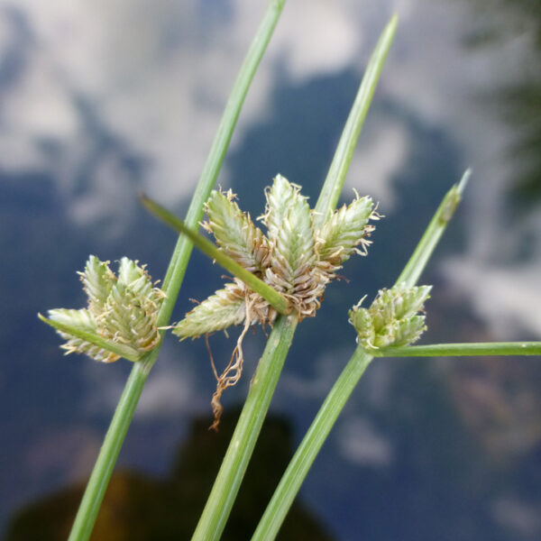 Cyperus laevigatus L. - Image 2