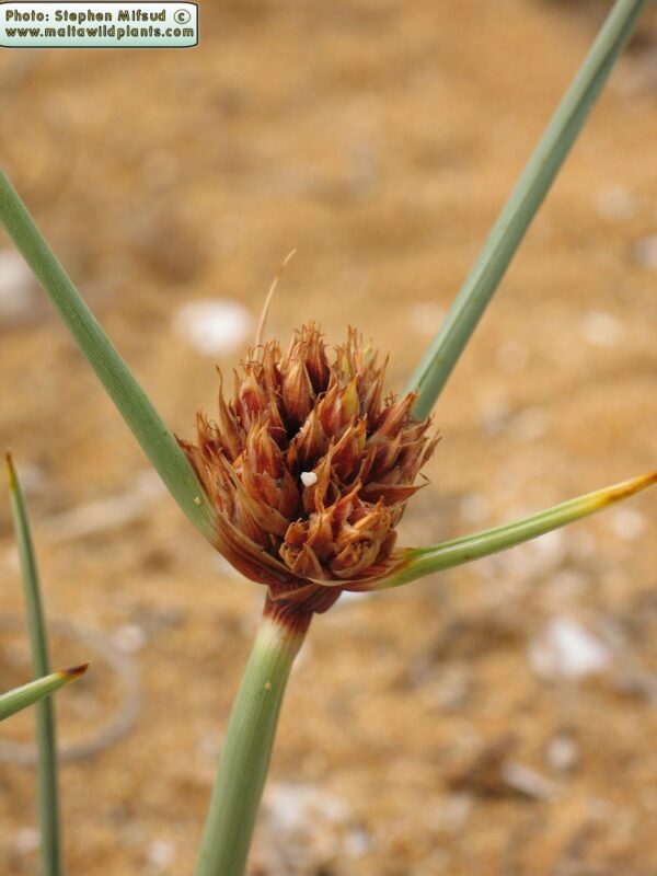 Cyperus capitatus Vand. - Image 4