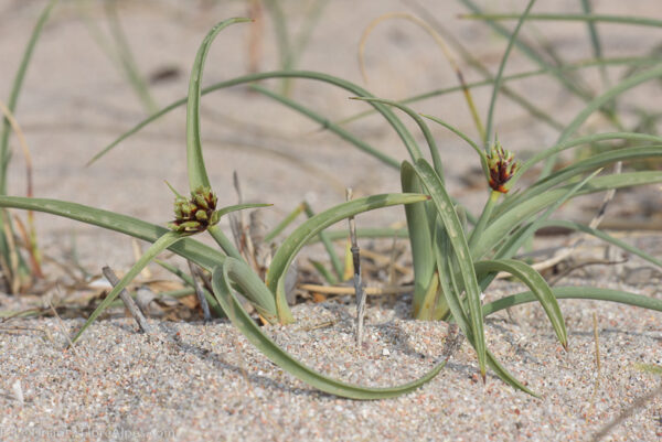 Cyperus capitatus Vand.