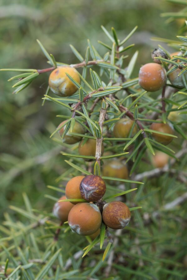 Juniperus macrocarpa Sm. - Image 2