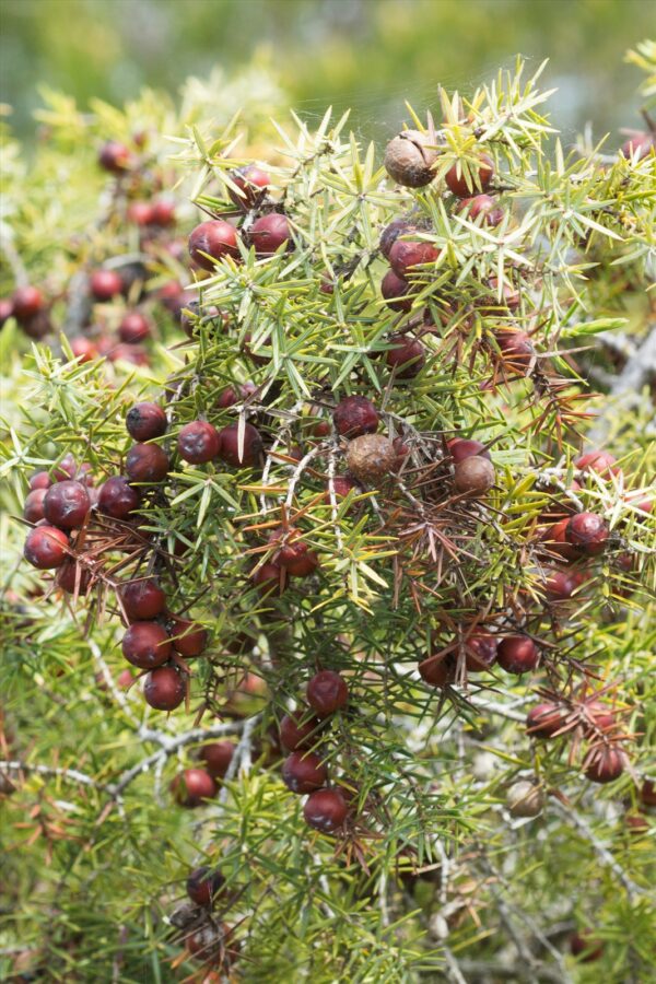Juniperus macrocarpa Sm. - Image 4