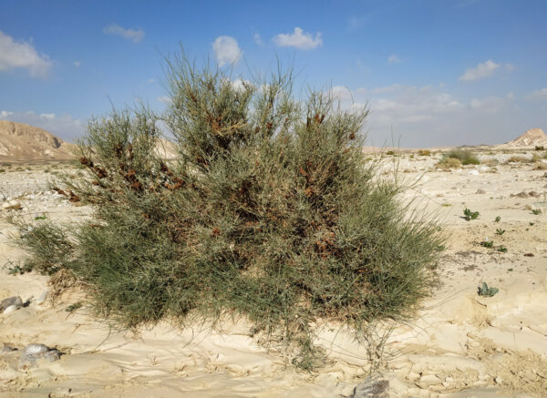 Ephedra alata Decne.