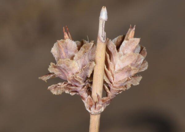 Ephedra alata Decne. - Image 6