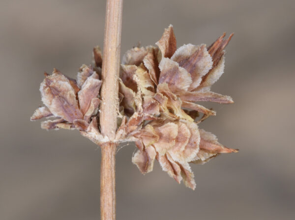 Ephedra alata Decne. - Image 5