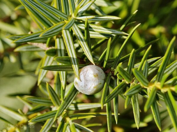 Juniperus macrocarpa Sm. - Image 3