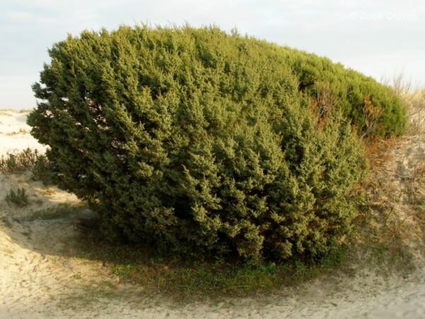 Juniperus macrocarpa Sm.