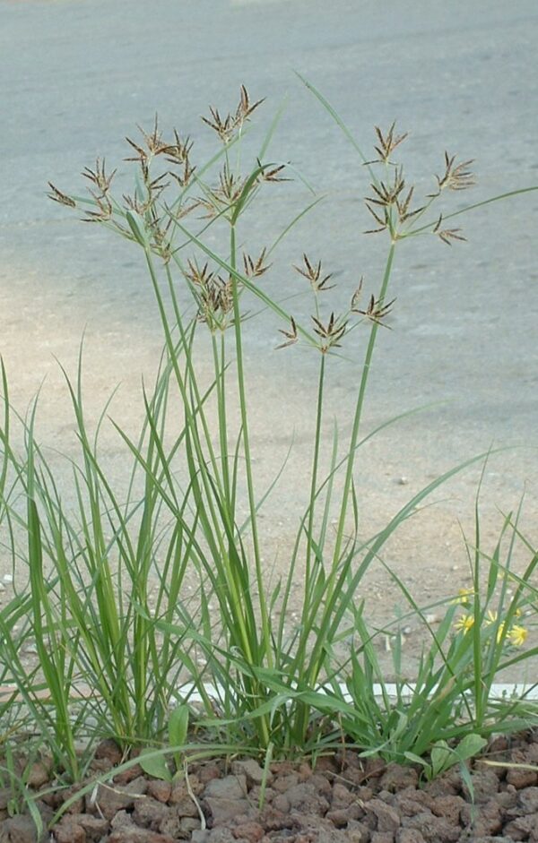 Cyperus rotundus L. - Image 3