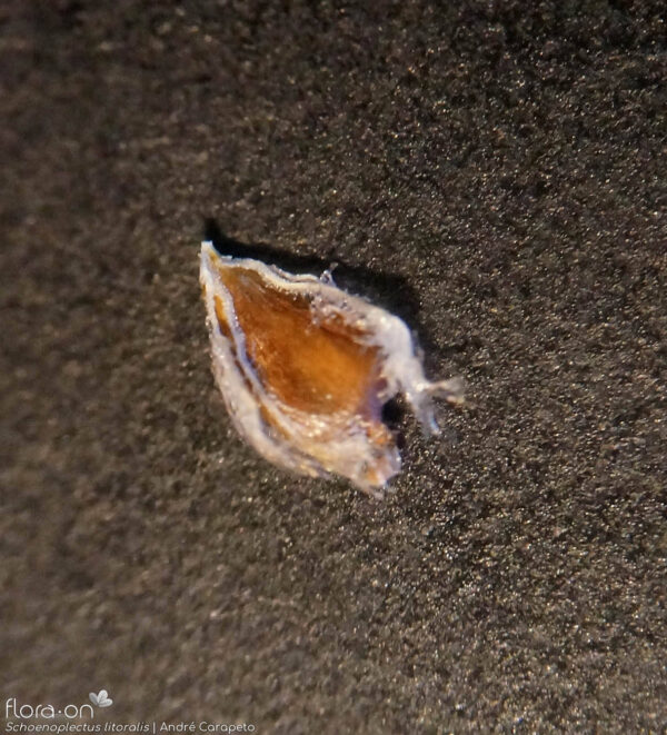 Schoenoplectus litoralis (Schrad.) Palla - Image 7