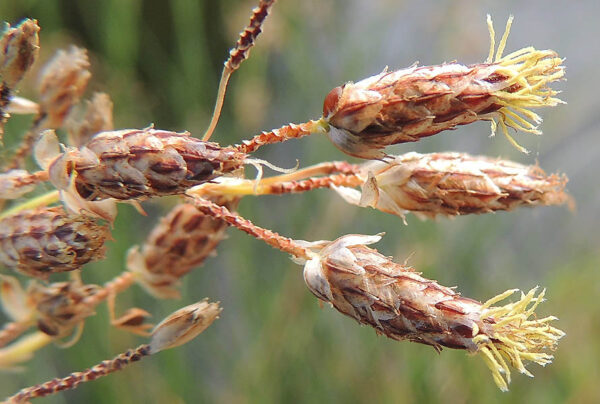 Schoenoplectus litoralis (Schrad.) Palla