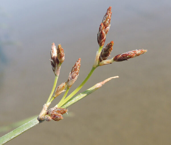 Schoenoplectus litoralis (Schrad.) Palla - Image 2