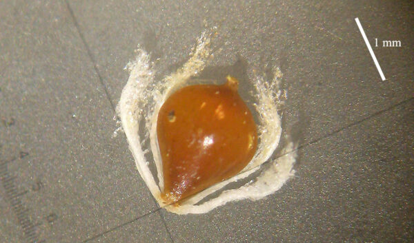 Schoenoplectus litoralis (Schrad.) Palla - Image 6