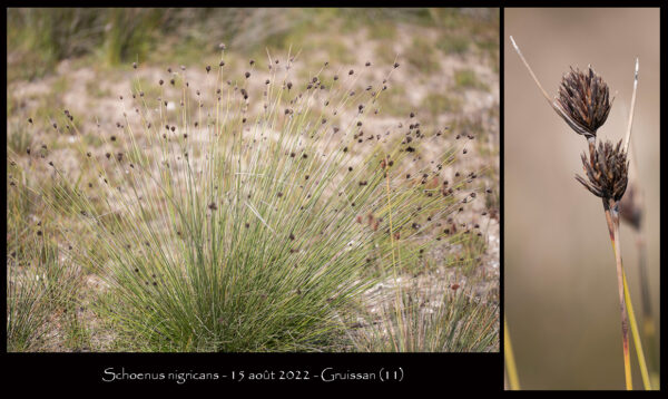 Schoenus nigricans L.
