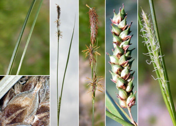 Carex distans L.