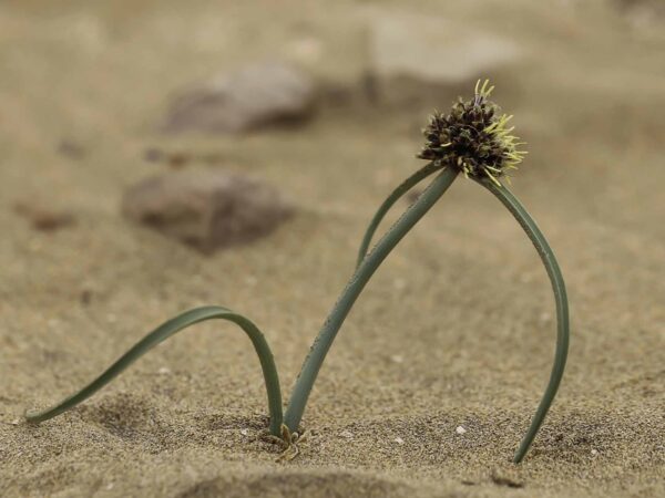 Cyperus capitatus Vand. - Image 2