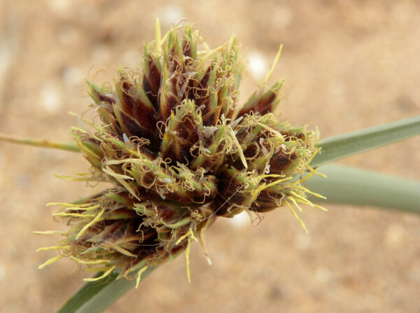 Cyperus capitatus Vand. - Image 5
