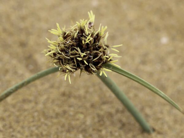Cyperus capitatus Vand. - Image 3