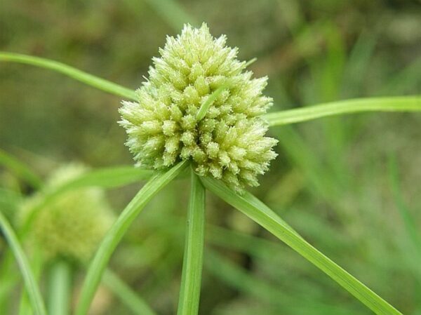 Cyperus michelianus (L.) Delile - Image 3