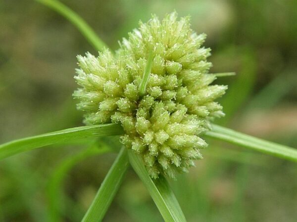 Cyperus michelianus (L.) Delile - Image 4