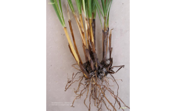 Carex illegitima Ces. - Image 4