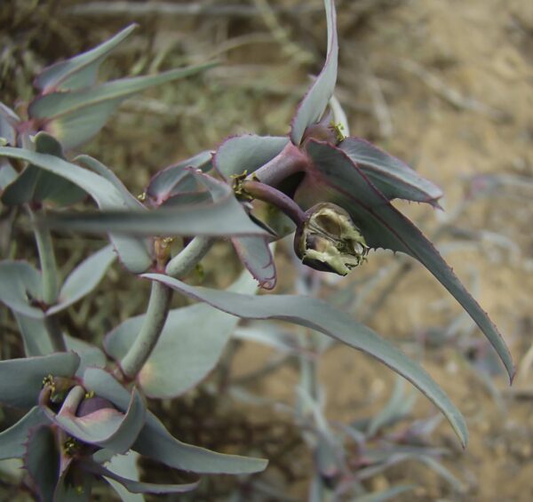 Euphorbia retusa Forssk. - Image 4