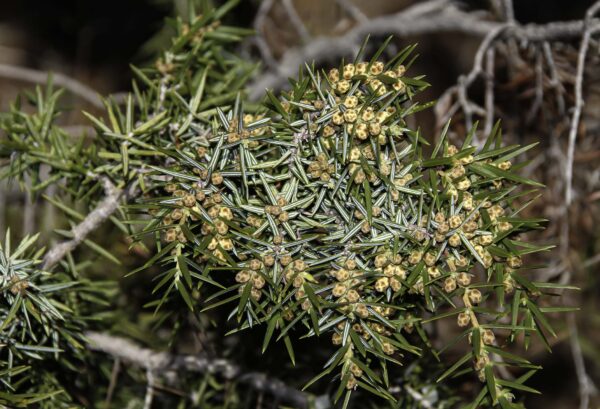 Juniperus oxycedrus L. - Image 4