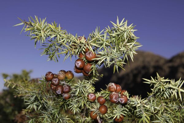 Juniperus oxycedrus L. - Image 2