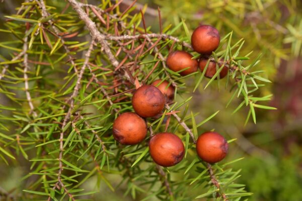 Juniperus oxycedrus L. - Image 3