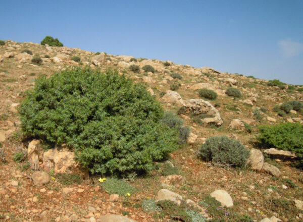 Juniperus oxycedrus L.