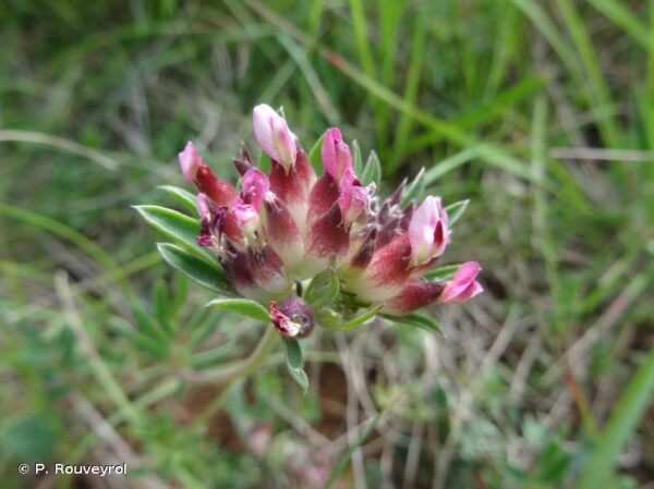 Anthyllis vulneraria L. - Image 4