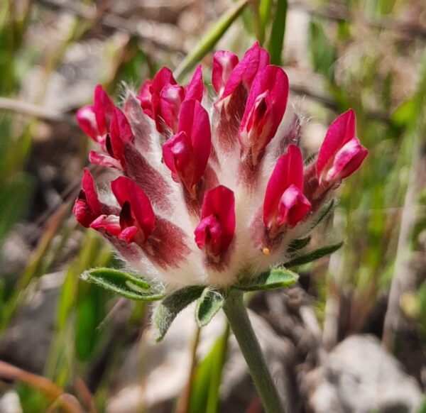 Anthyllis vulneraria L.