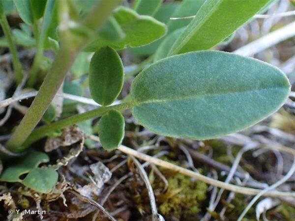 Anthyllis vulneraria L. - Image 7