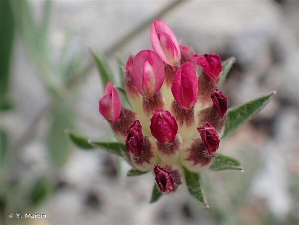 Anthyllis vulneraria L. - Image 2