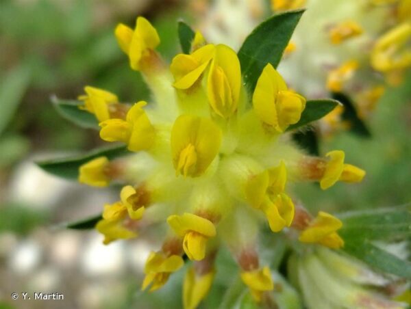 Anthyllis vulneraria L. - Image 3