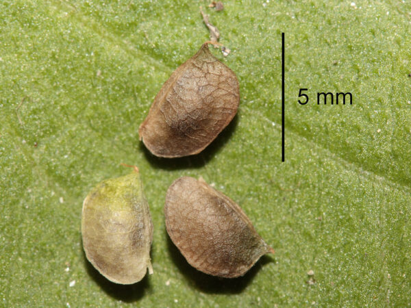 Anthyllis vulneraria L. - Image 8
