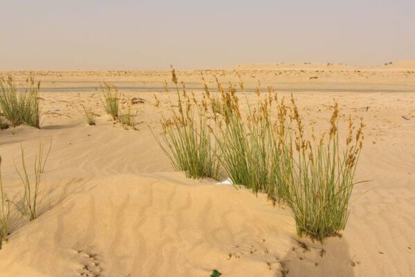 Juncus rigidus Desf. - Image 3