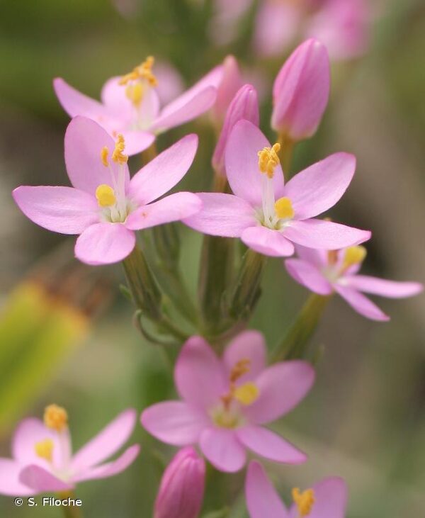 Centaurium erythraea Rafn - Image 4