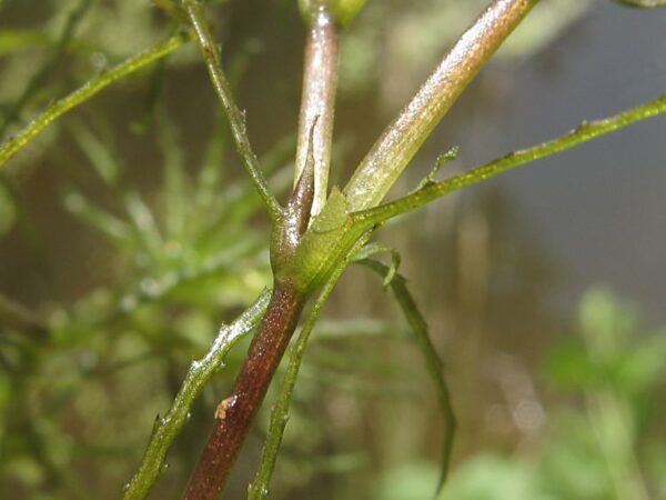 Najas minor All. - Image 4